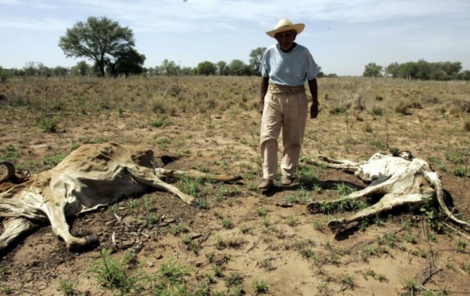 Un ganadero del Chaco observa sus reces muertas/Foto archivo correodelsur.com