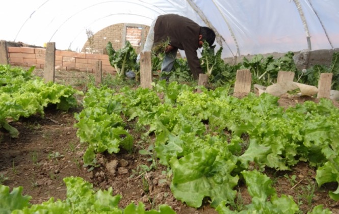 Un adolescente privado de libertad trabaja en el taller de agricultura. Foto: ANF