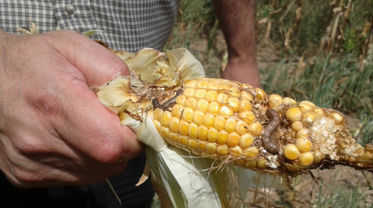 Gusano cogollero que afectó el maíz en época seca. Foto: ANF