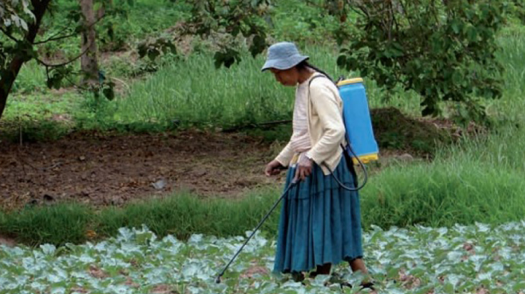 Mujer campesina fumigando sus cultivos. Foto: Plagbol