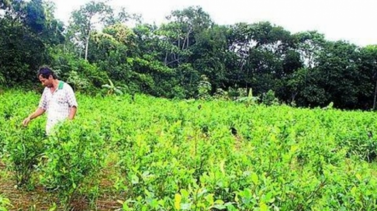 Plantaciones de coca en los Yungas . Foto: Radio Exito