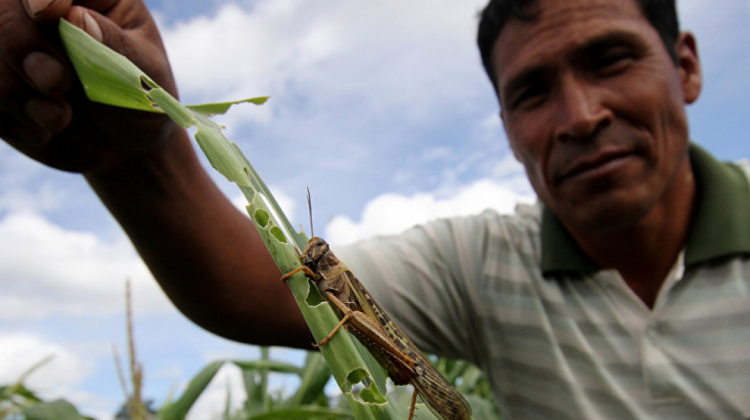 Un agricultor muestra una langosta en sus cultivos. Foto: Internet
