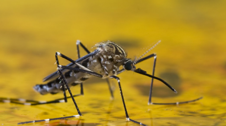 El mosquito Aedes y Haemogogus transmisor de la enfermedad. Foto: Internet