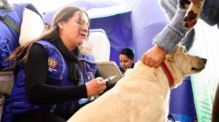 Una brigadista vacuna a un can durante una campaña.  Foto: minsalud.gob.bo