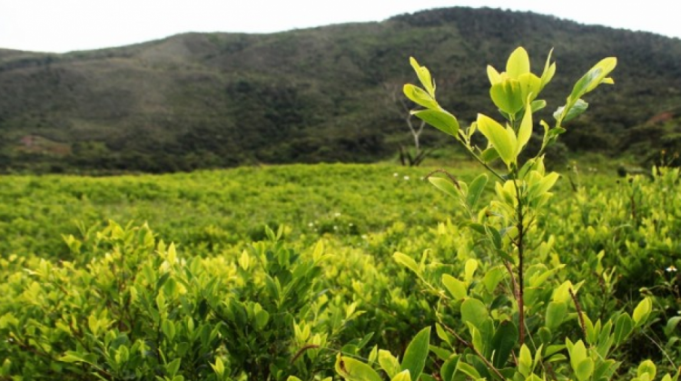 Cultivos de coca. Foto: Drogas, Política y cultura