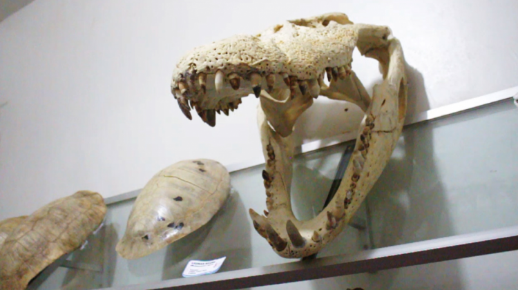 Muestra de huesos de cráneo un caimán en el Museo de Historia Natural de Pando. Foto: ANF.