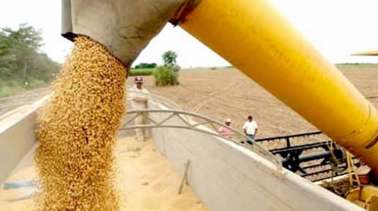 Producción de grano de soya. Foto: boliviaentusmanos.com