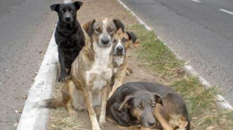 Un grupo de canes descansa en una vía pública. Foto: Internet
