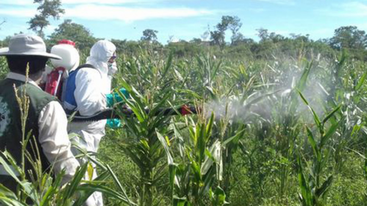 Fumigación de plagas en cultivos agrícolas. Foto: IBCE