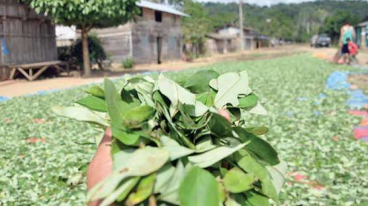 La producción de coca está legalizada en Cochabamba y La Paz. Foto: Opinión