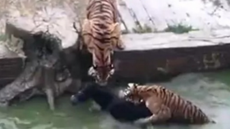El video en la que el jumento es arrojado a la jaula de los tigres.