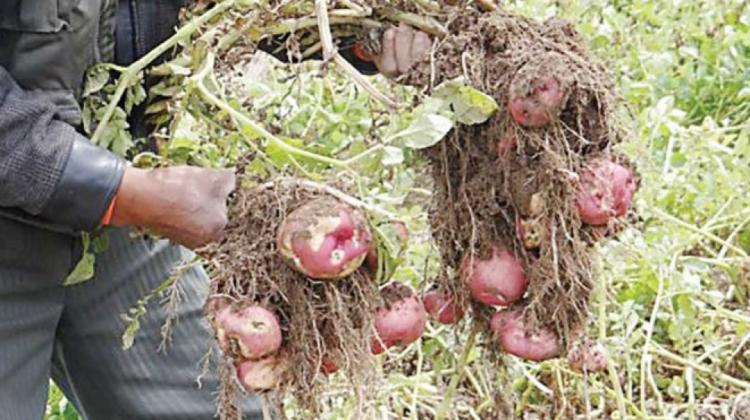 Un agricultor muestra su producicón de papas. foto: Correo del Sur