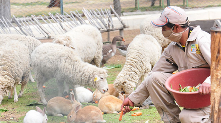 Un funcionario alimenta a los animales del zoológico de Mallasa. Foto: AMN