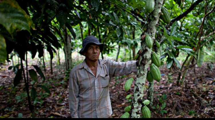Productor de cacao. Foto: Oxfam