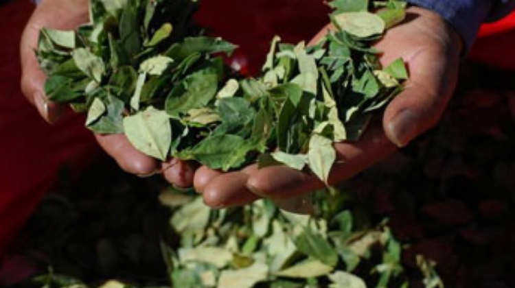 El TCP reconoció las dos zonas de cultivo en Bolivia. Foto: Archivo