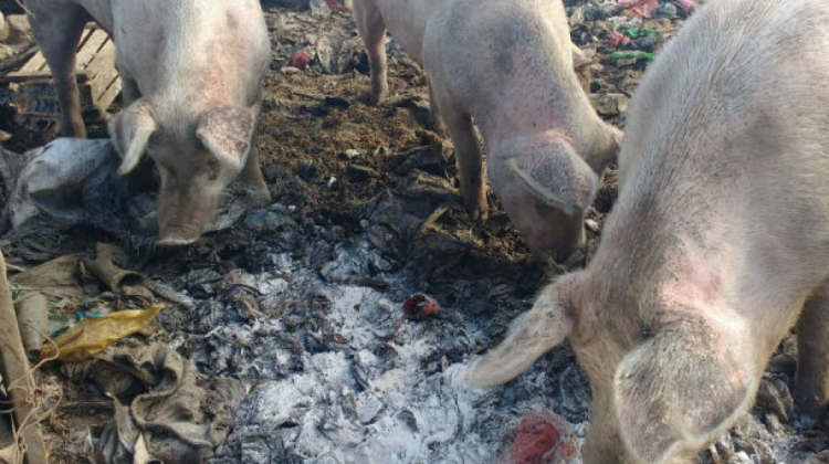Cerdos comen en basurales. Foto: Internet