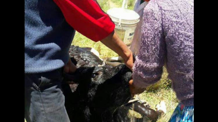 Comunarios auxilian a una vaca bañándola con agua.  Foto : Erbol