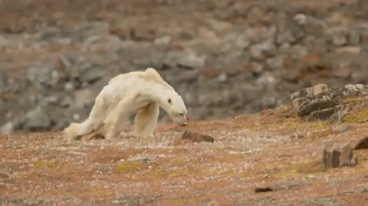 Oso polar desnutrido y a pocas horas de morir. Foto: captura de pantalla