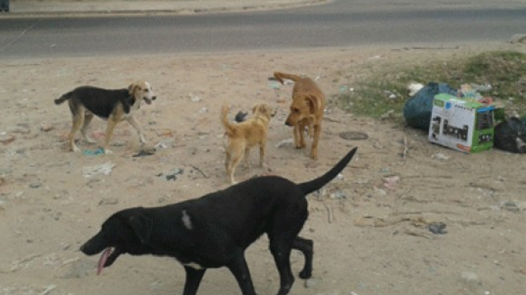 Perros callejeros en Santa Cruz.