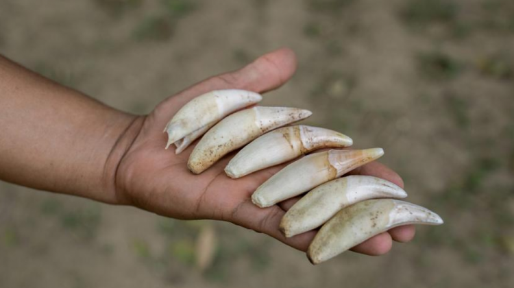 El tráfico de colmillos de jaguar es un negocio de miles de dólares.   Foto: naturalezaenimagenes.com
