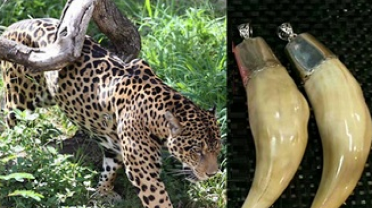 Colmillos de jaguar vendidos en China. El animal está en estado "vulnerable". Fotos: Mongabay.