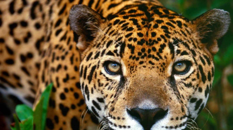 Jaguar . Foto: You Tube