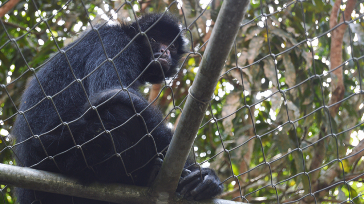 Un mono araña descansa y observa a los visitantes del refugio de vida silvestre La Senda Verde.  Foto: ANF
