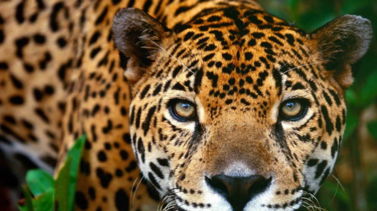 Jaguar. Foto: YouTube.