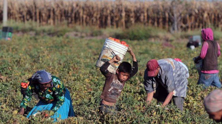Trabajo infantil en el agro. Foto: ComunicaRSE
