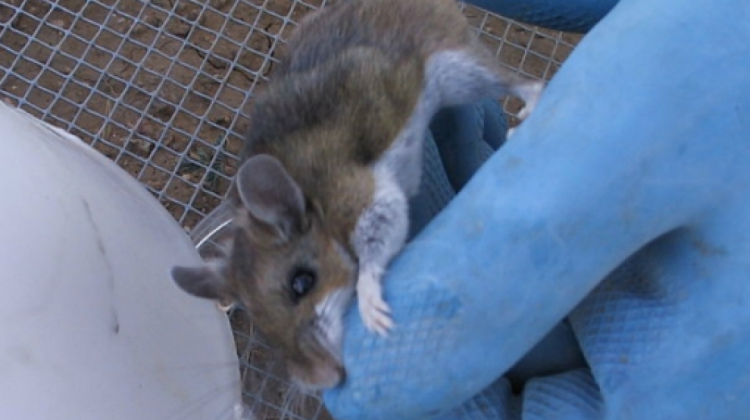 Los ratones colilarga son los portadores del hantavirus.  Foto: Internet.