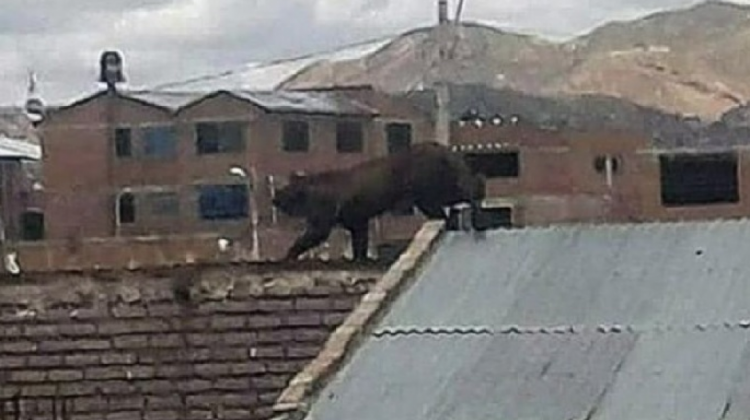 Imagen del puma en los techos de un barrio en Oruro.  Foto: Redes Social