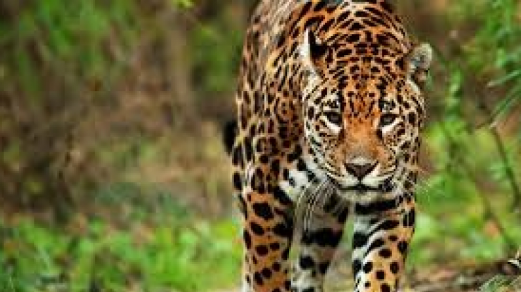 Jaguar. Foto: Internet.