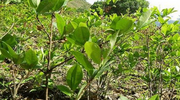 Cultivo de coca. Foto: Internet.