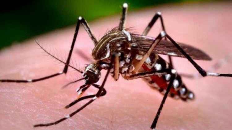 Mosquito Aedes Aegypti, portador del dengue. Foto: Internet .