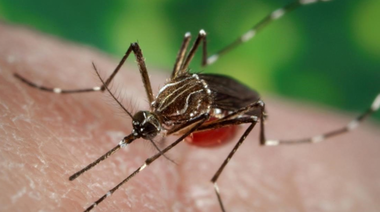 El dengue es una infección vírica transmitida por la picadura del mosquito Aedes aegypti.