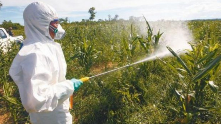 Fumigación de cultivos con agroquímicos. Foto: GTCCJ