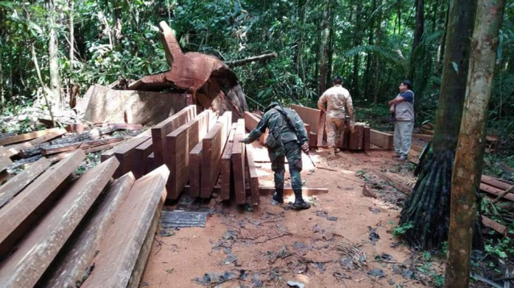 Investigan a implicados en explotación ilegal de madera en Pando. Foto: Fiscalía