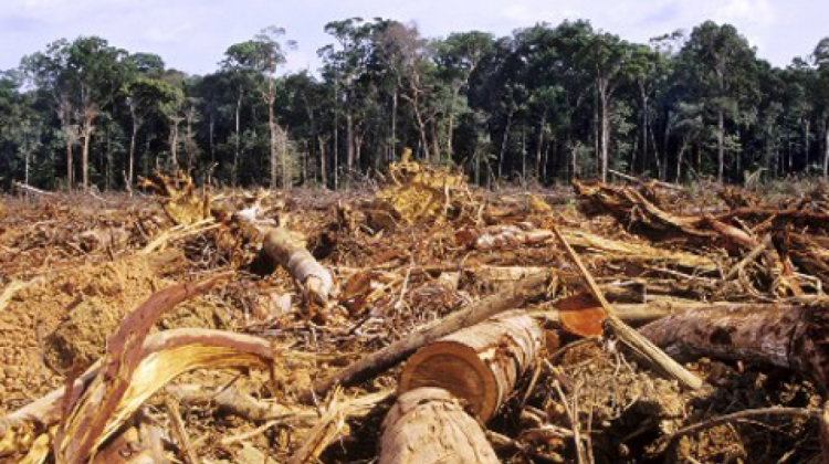 Deforestación ilegal. Foto: El Día