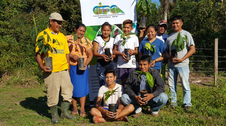 Grupo de viveristas en la comunidad de Bermeo muestran sus plantines de cacao. Foto: ANF