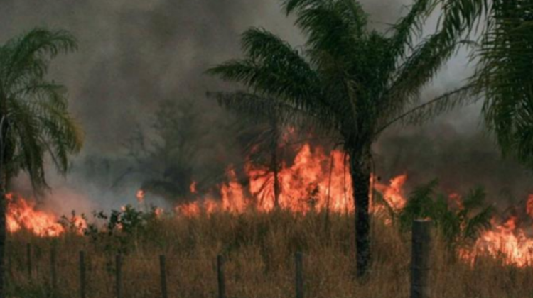 Los incendios que devastaron al menos 774.711 hectáreas en la Chiquitanía de Santa Cruz.