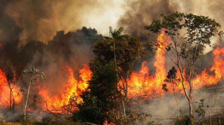 Fuego devorando la Amazonía de Brasil. Foto: Pulzo.com