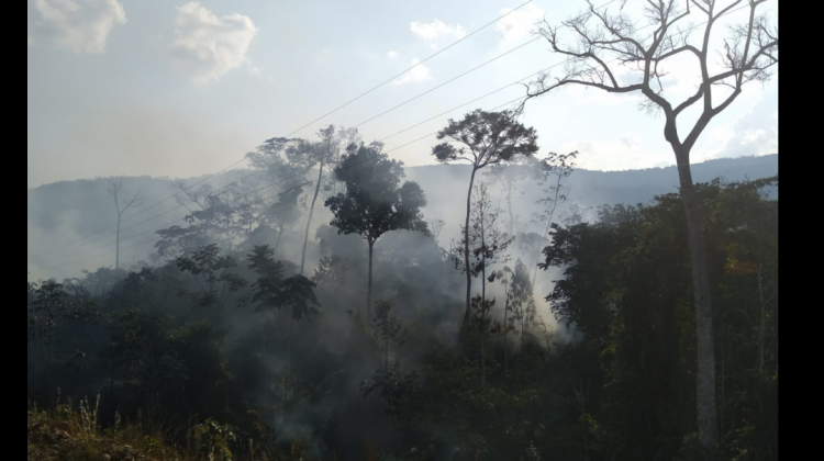 El 38% del total del área quemada hasta el 25, corresponde a bosques y el 62% a áreas no boscosas. Foto: ANF.