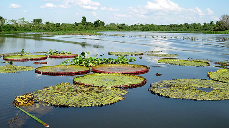 El Pantanal en el departamento de Santa Cruz. Foto: Bolivia en tus manos