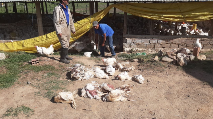 Los pollos están muriendo por falta de alimento pues los insumos no pueden llegar a los centros de producción. Foto: Sector avícola.