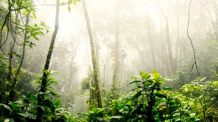 La institución adquirió ‪162.986‬ créditos de carbono de un proyecto de la Amazonía peruana. Foto: ANF
