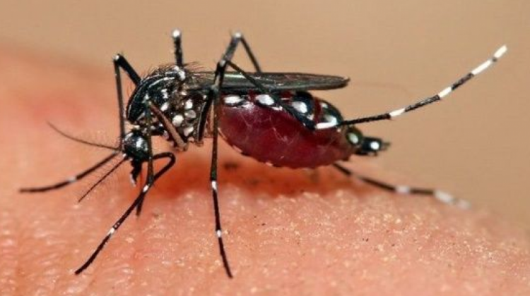 Los mosquitos Aedes aegypti transmiten el dengue a las personas por medio de picaduras.