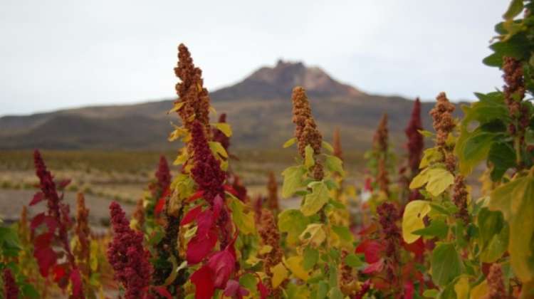 El pico más alto que Bolivia logró en las exportaciones de quinua fue el 2013. Foto: ANF