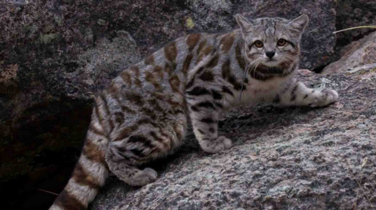 El gato andino liberado en el Parque Nacional Sajama Foto: Ministerio de Medio Ambiente