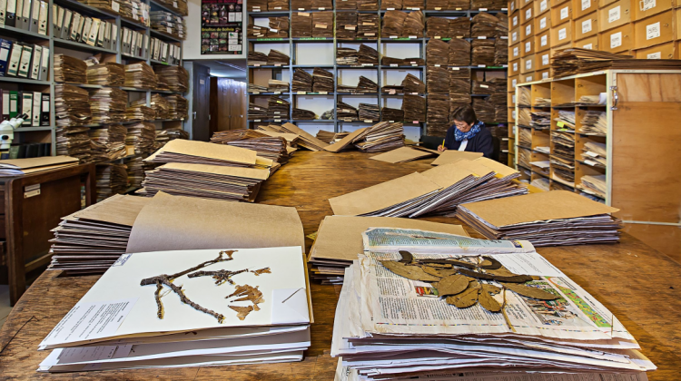 Uno de los ambientes del actual Herbario Nacional con las colecciones de plantas en pliegos de papel que llenaron sus instalaciones.  Foto: Alfredo Zeballos
