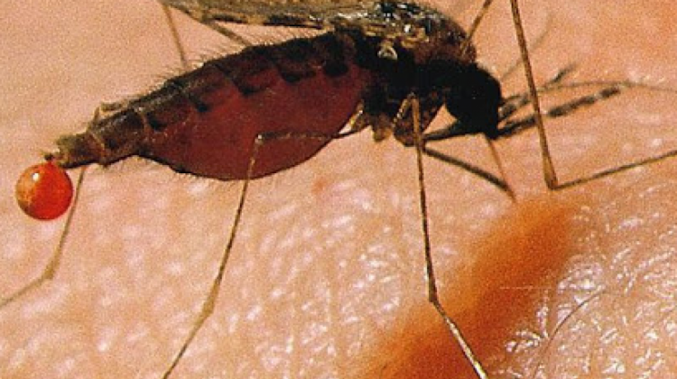 Mosquito del dengue. Foto. Captura
